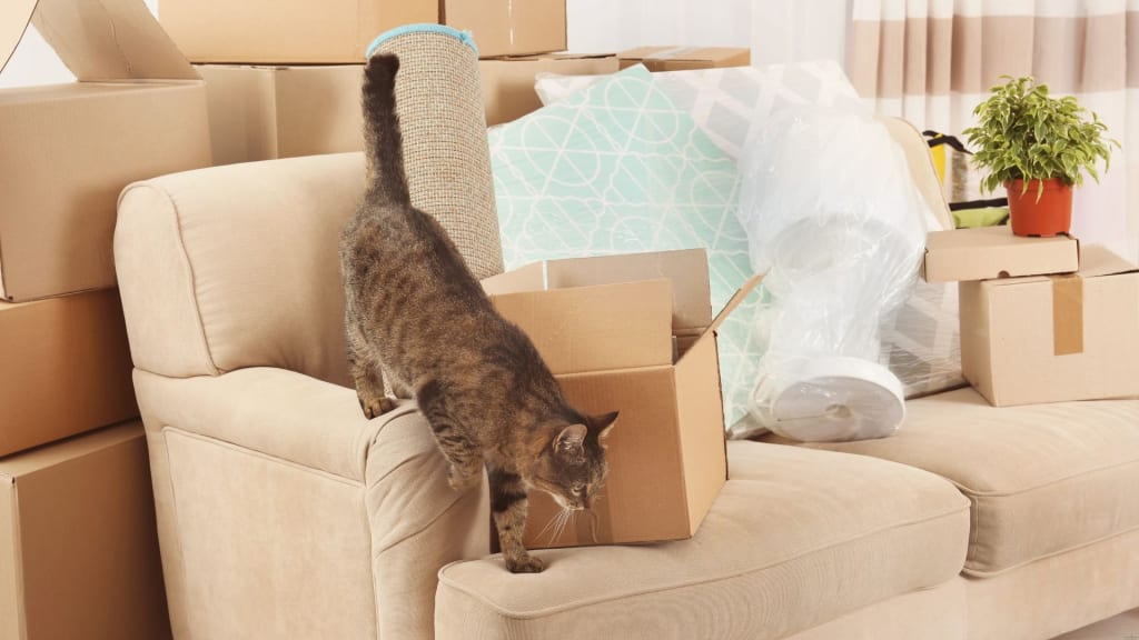 Packed Household Stuff for Moving into New House